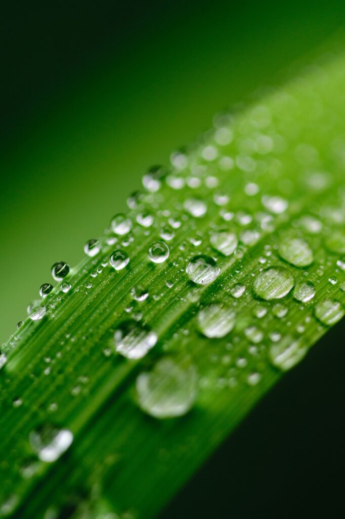 green, water, leaf