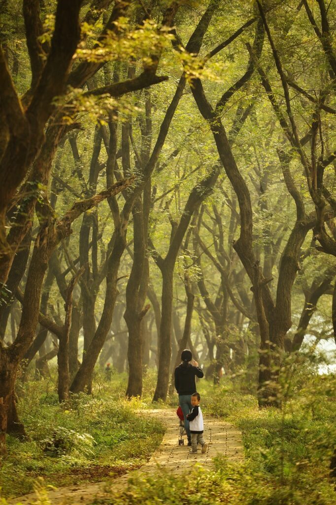 forest, tree, telephoto