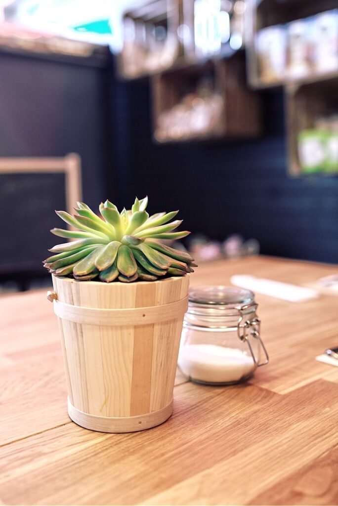 plant, table, sugar