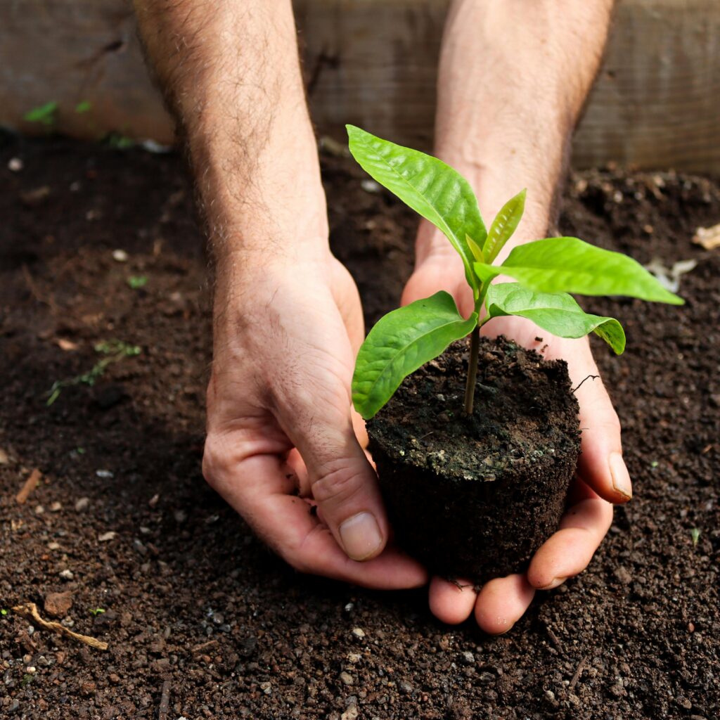 Close-up of hands carefully planting a small sapling in nutrient-rich soil, symbolizing growth and sustainability.